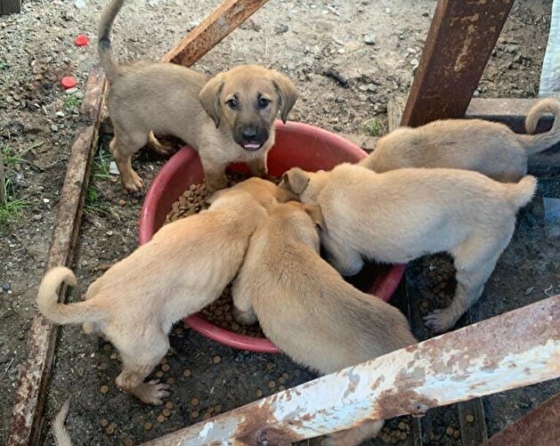 Turks take to streets to feed stray animals during nationwide lockdown