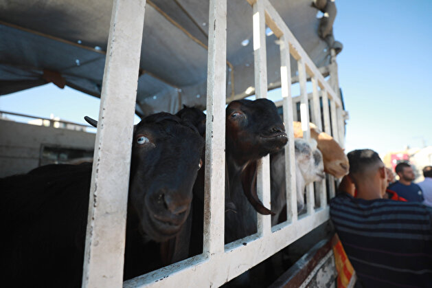 Eid al-Adha preparations in West Bank