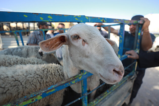 Eid al-Adha preparations in West Bank