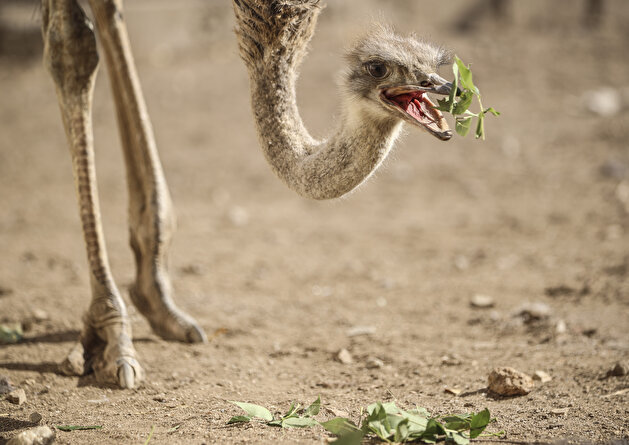 Retired Turk breeds ostriches on his farm in Kirsehir