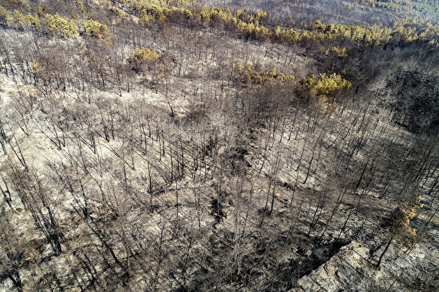 Aftermath of forest fire in Turkey's Antalya