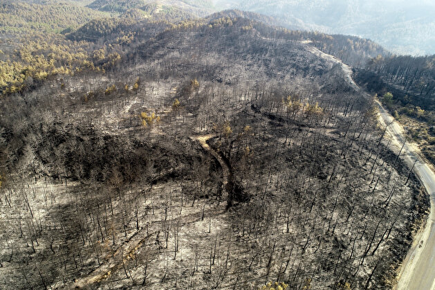 Aftermath of forest fire in Turkey's Antalya