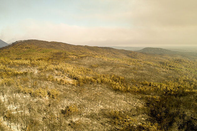 Aftermath of forest fire in Turkey's Antalya