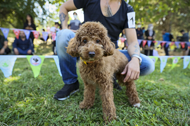 Furry friends go for the gold in Turkey dog competition