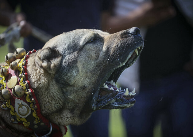 Furry friends go for the gold in Turkey dog competition