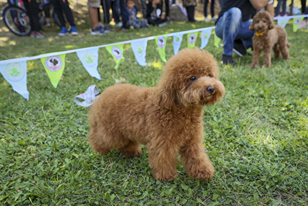 Furry friends go for the gold in Turkey dog competition
