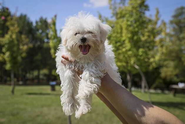 Furry friends go for the gold in Turkey dog competition