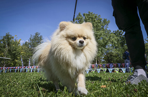 Furry friends go for the gold in Turkey dog competition