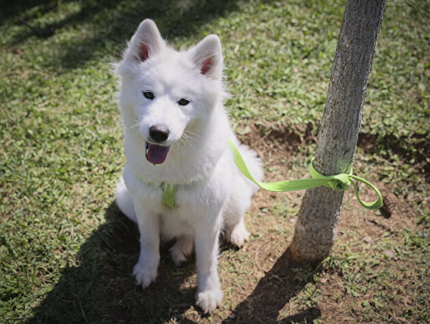 Furry friends go for the gold in Turkey dog competition