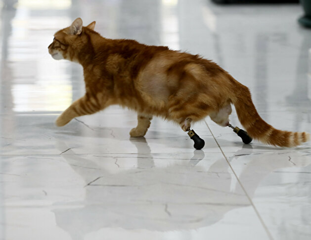 Pika the cat tries on new shoes for prosthesis