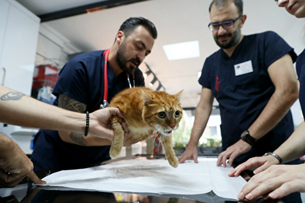 Pika the cat tries on new shoes for prosthesis
