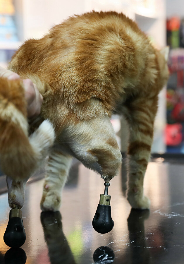 Pika the cat tries on new shoes for prosthesis