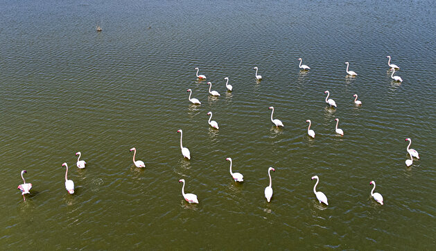 Majestic flamingos dazzle on Turkish lake in Ankara