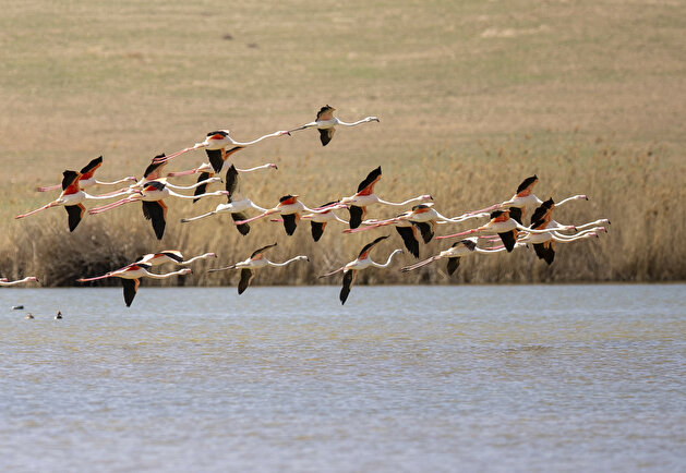Majestic flamingos dazzle on Turkish lake in Ankara