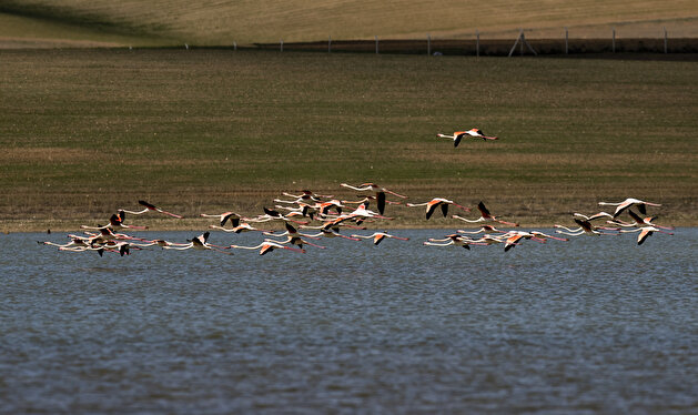 Majestic flamingos dazzle on Turkish lake in Ankara