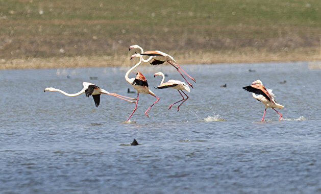 Majestic flamingos dazzle on Turkish lake in Ankara