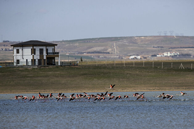 Majestic flamingos dazzle on Turkish lake in Ankara