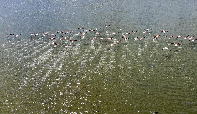 Majestic flamingos dazzle on Turkish lake in Ankara