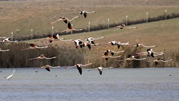 Majestic flamingos dazzle on Turkish lake in Ankara