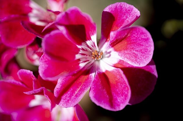 Spring blossoms in Turkey's Konya