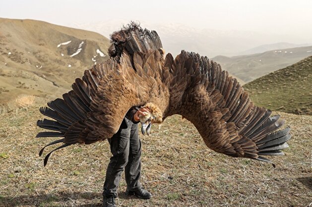 Free as a bird: Turkish animal rehab center releases huge fowls into wild