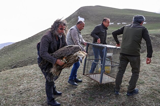 Free as a bird: Turkish animal rehab center releases huge fowls into wild