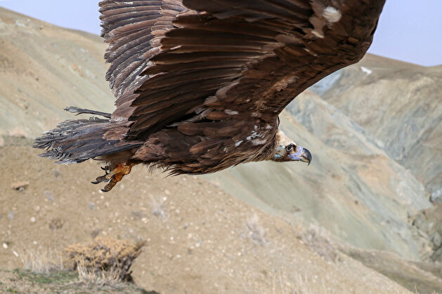 Free as a bird: Turkish animal rehab center releases huge fowls into wild
