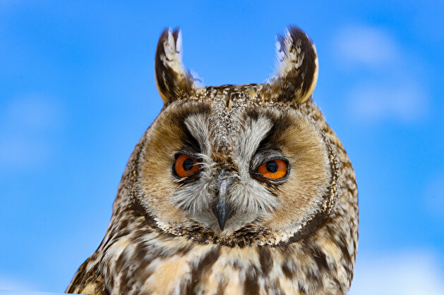 Nature's wounded troops go to animal rehab in Turkey's Van