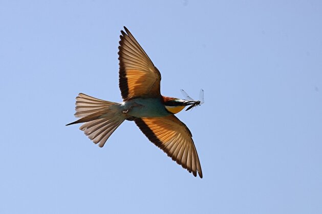The odyssey of European bee-eaters in Turkey's Edirne