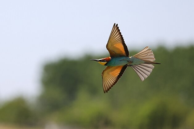 The odyssey of European bee-eaters in Turkey's Edirne