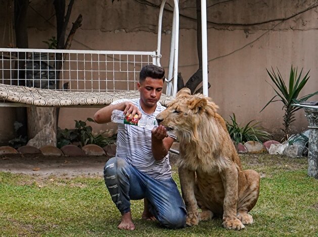 Iraqi youth feeds lion at home in Mosul