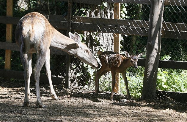 Baby deer 'Bambi' spotted at Odessa Zoo