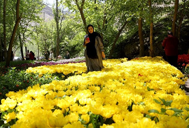 2 million flowers: Iranians delight as vibrant Asara Tulip Festival kicks off