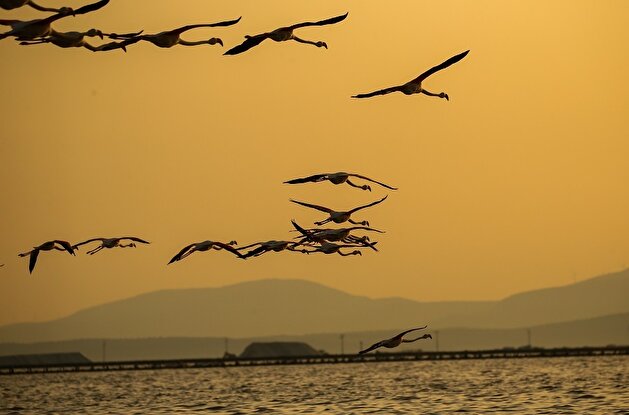 Izmir Bird Sanctuary: Spotlight on artificial breeding islands in Turkey's Gediz Delta