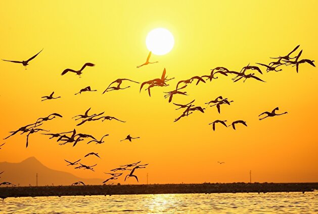Izmir Bird Sanctuary: Spotlight on artificial breeding islands in Turkey's Gediz Delta
