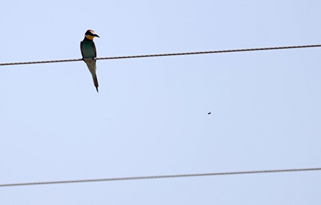 European bee-eater in Türkiye's Aydin
