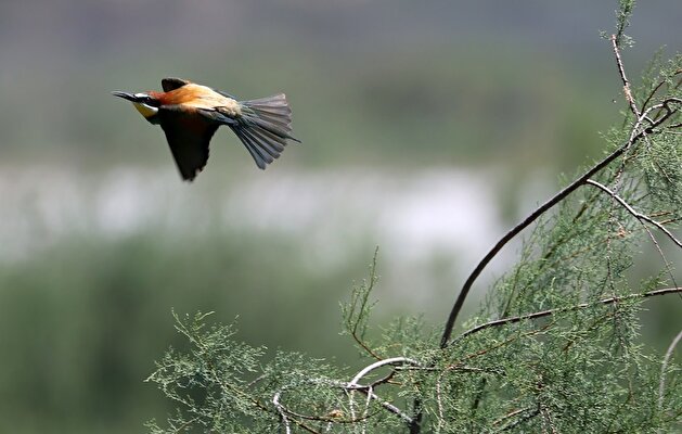 European bee-eater in Türkiye's Aydin