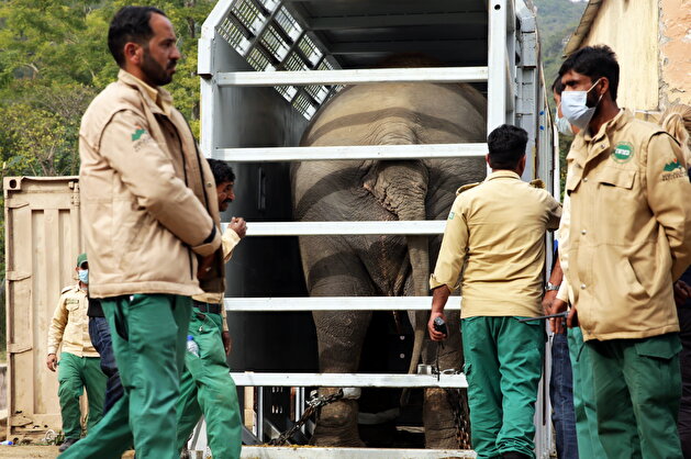 Pakistan's 'loneliest' elephant airlifted to Cambodia