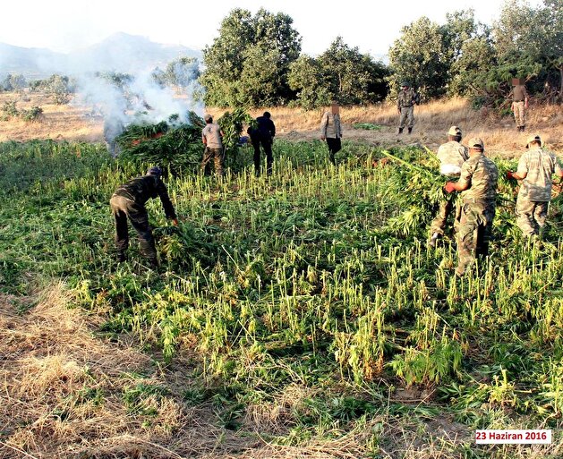 Military destroys 424,300 cannabis trees planted by PKK