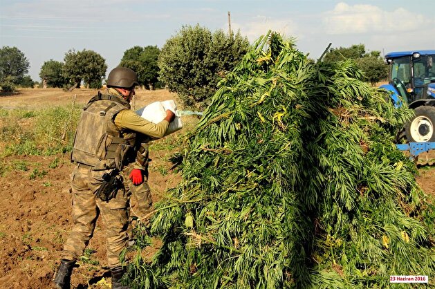 Military destroys 424,300 cannabis trees planted by PKK