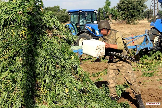 Military destroys 424,300 cannabis trees planted by PKK