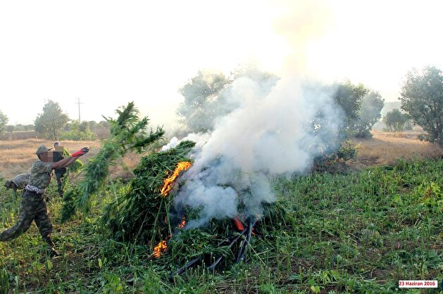 Military destroys 424,300 cannabis trees planted by PKK