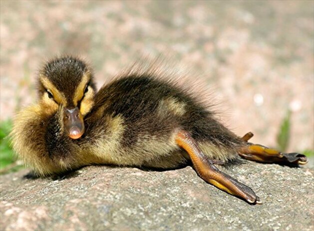 Animals posing for the camera like humans