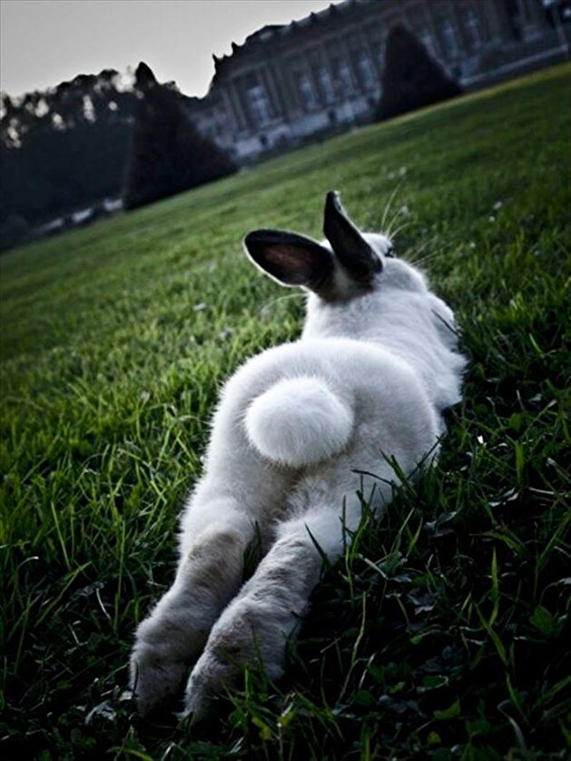 Animals posing for the camera like humans