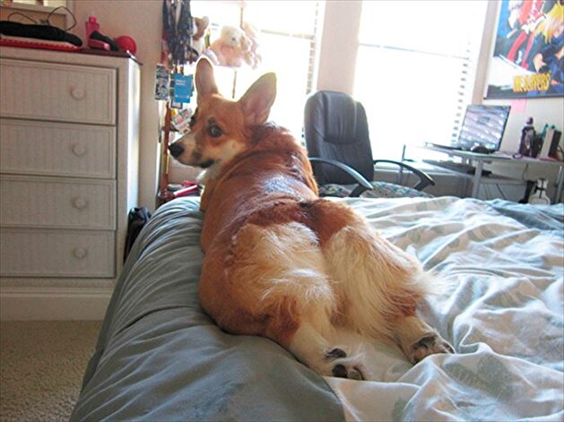 Animals posing for the camera like humans