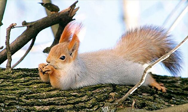 Animals posing for the camera like humans