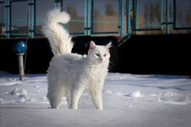 Van cat monitoring system introduced in Turkey