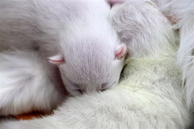 Turkish cat has C-section giving birth to three kittens