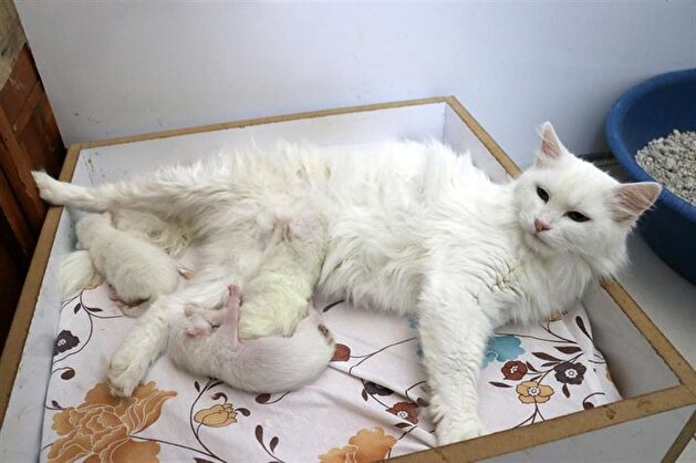 Turkish cat has C-section giving birth to three kittens