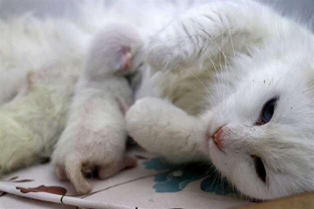 Turkish cat has C-section giving birth to three kittens